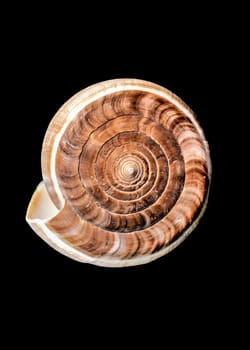 Close-up of Conus Figulinus sea shell on a black background