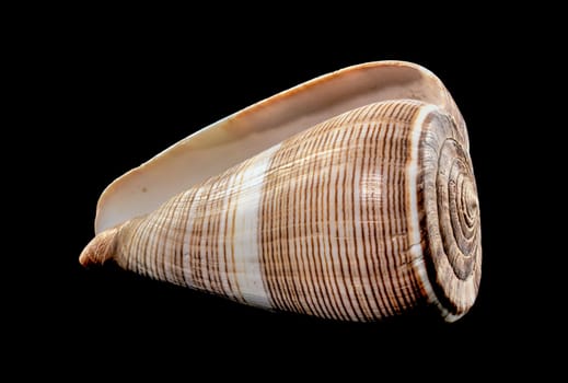 Close-up of Conus Figulinus sea shell on a black background