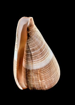 Close-up of Conus Figulinus sea shell on a black background