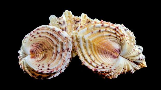 Close-up of Hippopus hippopus sea shell on a black background