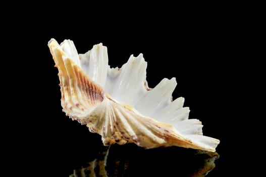 Close-up of Hippopus hippopus sea shell on a black background