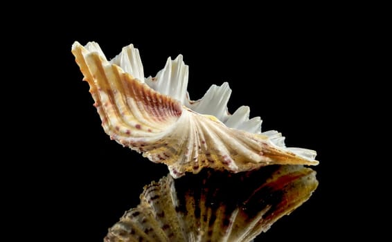 Close-up of Hippopus hippopus sea shell on a black background