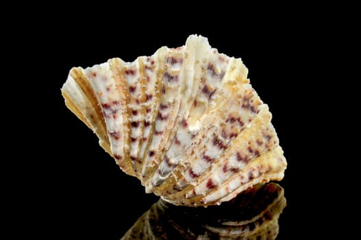 Close-up of Hippopus hippopus sea shell on a black background