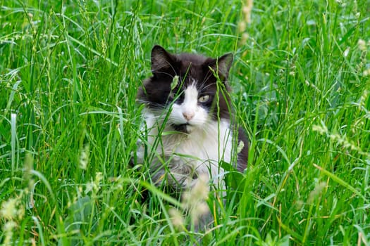 A domestic cat sits in tall and green grass.