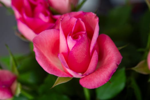 Red roses bloom in the summer in the country garden . High quality photo