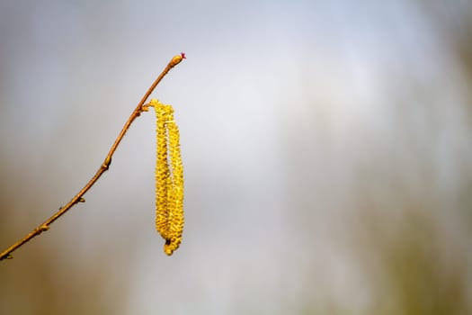 A vivid yellow flower gracefully dangles from a slender twig.