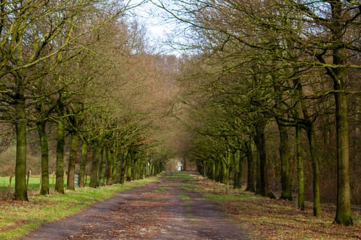 A country road between trees on both sides. High quality photo