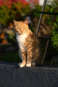 ginger cat basks in the sun in winter in Cyprus