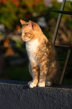 ginger cat basks in the sun in winter in Cyprus 1