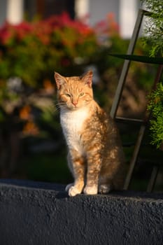ginger cat basks in the sun in winter in Cyprus 2