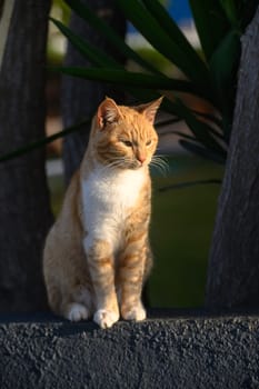 ginger cat basks in the sun in winter in Cyprus 3