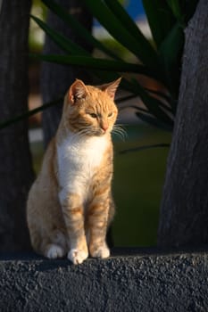 ginger cat basks in the sun in winter in Cyprus 4