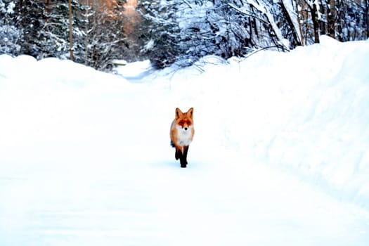 A fox runs through the snow through a winter forest