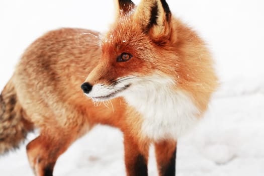 A fox portrait against white winter background