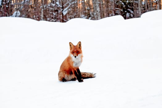 A fox portrait against white winter background