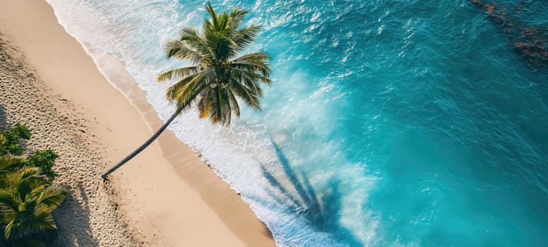 Aerial shot of a solitary palm tree on a pristine sandy beach with the turquoise ocean waves washing ashore.