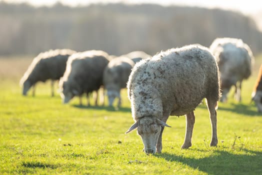 Farmers sheep on a green meadow