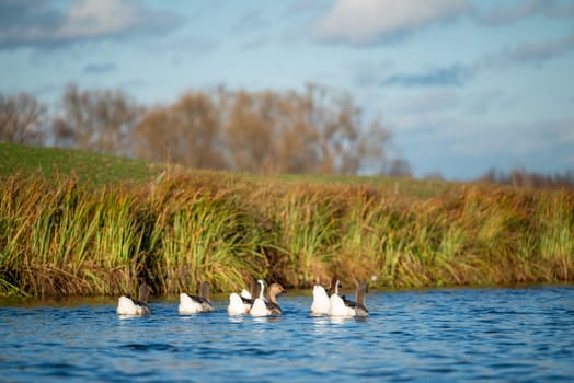 Domestic animals geese on the water in countryside