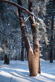 Sunny morning in winter forest, beautiful rural nature