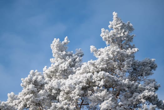 Cold temperatures, frost on branches on pine trees