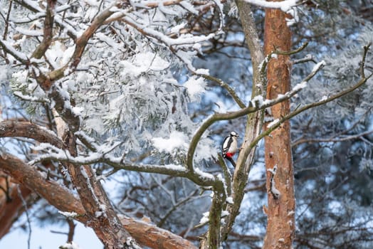 Woodpecker on pine tree covered in snow and frost after blizzard