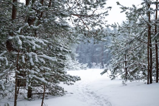 Winter snowy landscape of pine forest, beautiful winter nature in countryside