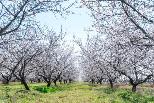 Large garden of white almond flowers, agriculture. Location for photo shoots