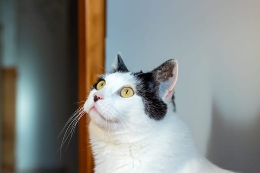 Black and white cat at home close up portrait