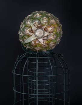 A lonely pineapple put on a green cage on Dark background. Space for text, Selective focus.