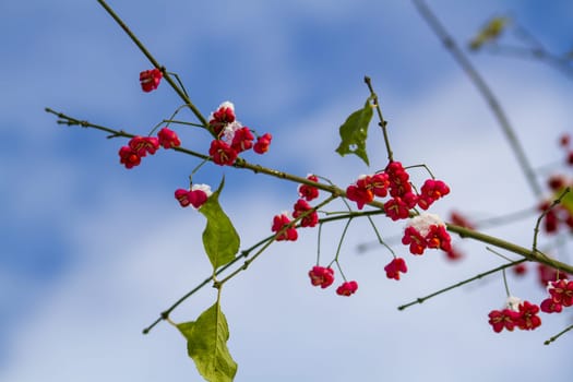 The Fruits of the European Spindle Tree . High quality photo