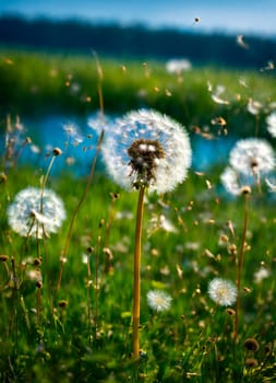 dandelions in the field. Selective focus. nature.