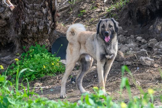 portrait of a dog in winter in Cyprus
