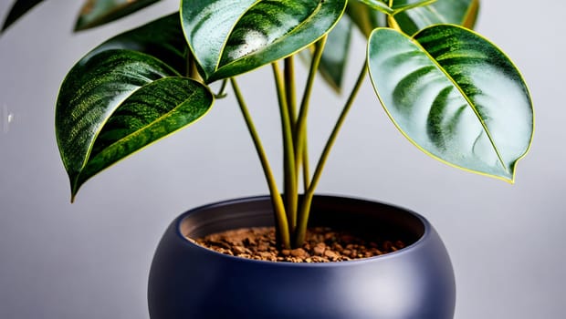 Blue pot with large leaf decorative houseplant. Generative AI.