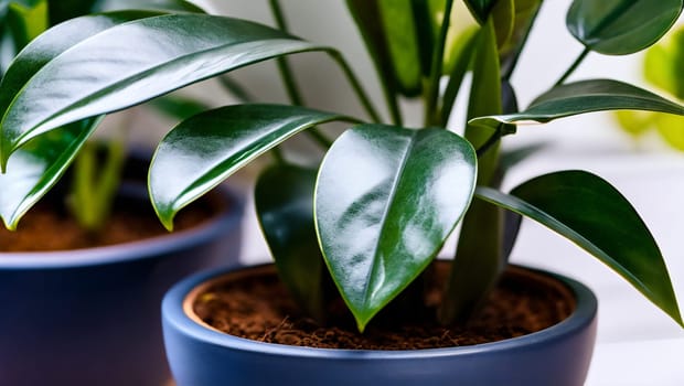 Beautiful plant with green leaves with reflections and a blue pot. Generative AI.