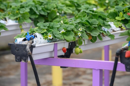 juicy strawberries in hanging trays in winter in Cyprus 4