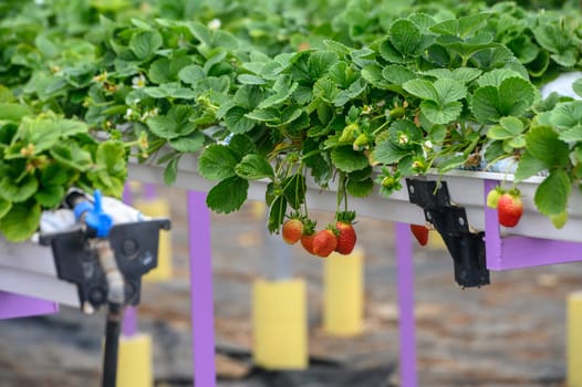 juicy strawberries in hanging trays in winter in Cyprus 1