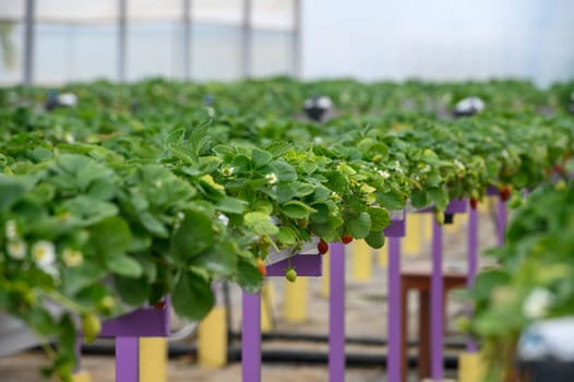 juicy strawberries in trays in a greenhouse in winter in Cyprus 5