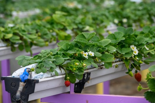 juicy strawberries in trays in a greenhouse in winter in Cyprus 4