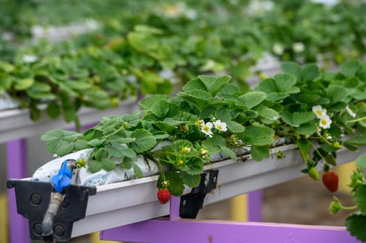 juicy strawberries in trays in a greenhouse in winter in Cyprus 3