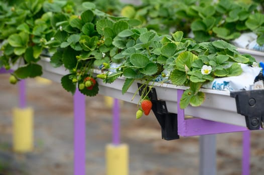 juicy strawberries in trays in a greenhouse in winter in Cyprus 1