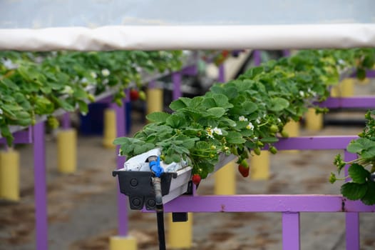 juicy strawberries ripen in a greenhouse in winter in Cyprus 4