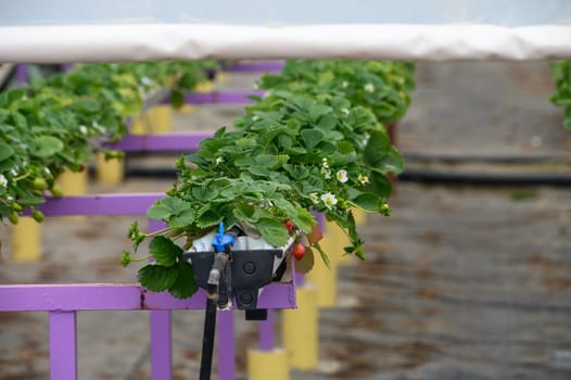 juicy strawberries ripen in a greenhouse in winter in Cyprus 3