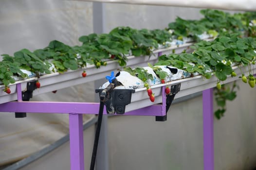 juicy strawberries ripen in a greenhouse in winter in Cyprus 1
