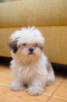 Cute white Bichon Bolognese dog is posing to the camera waiting for grooming. with long fur and cute face