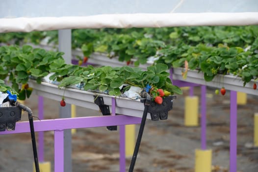 juicy strawberries ripen in a greenhouse in winter in Cyprus