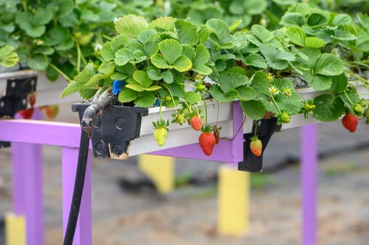 hanging beds with strawberries in a greenhouse 1