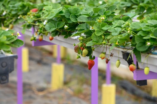 hanging beds with strawberries in a greenhouse 4