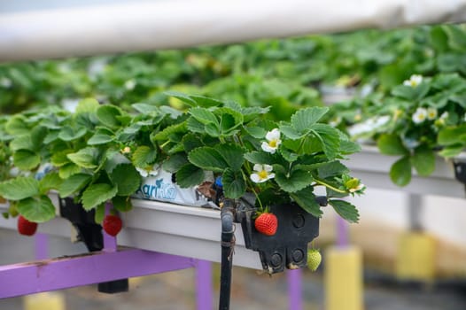 hanging beds with strawberries in a greenhouse 5
