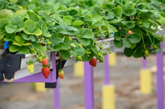 hanging beds with strawberries in a greenhouse 6