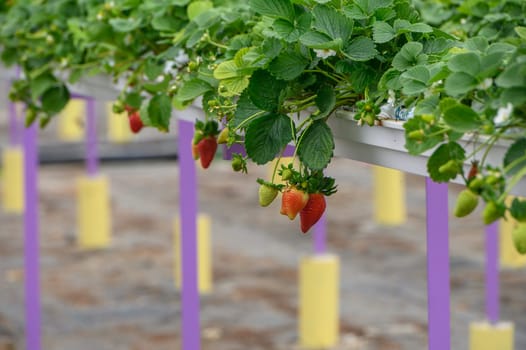 strawberries on hanging beds in a greenhouse